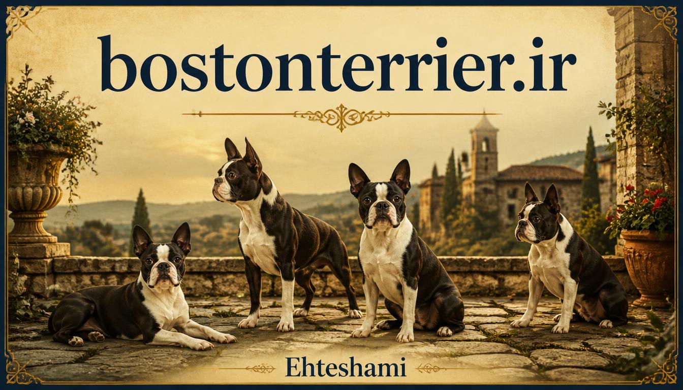 bostonterrier.ir